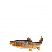 profifan Sticker Brown Trout