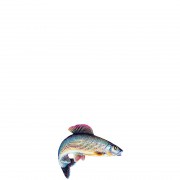 profifan Sticker Grayling