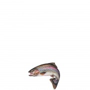 profifan Sticker Rainbow Trout