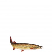 profifan Sticker Pickerel