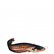 profifan Sticker Catfish