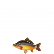 profifan Sticker Carp