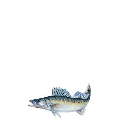 profifan Aufkleber Zander