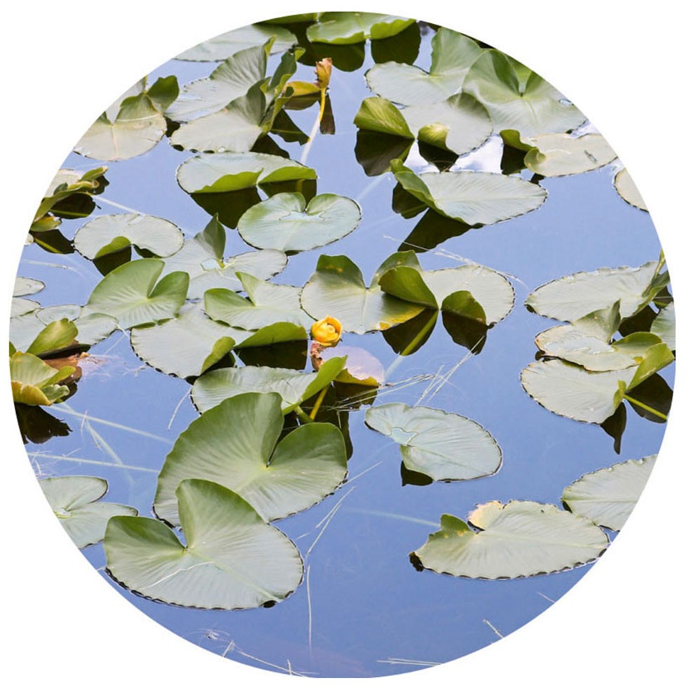 FIAP Pond Active 12.000 Art. Nr. 2829GartenteichFilterTeich