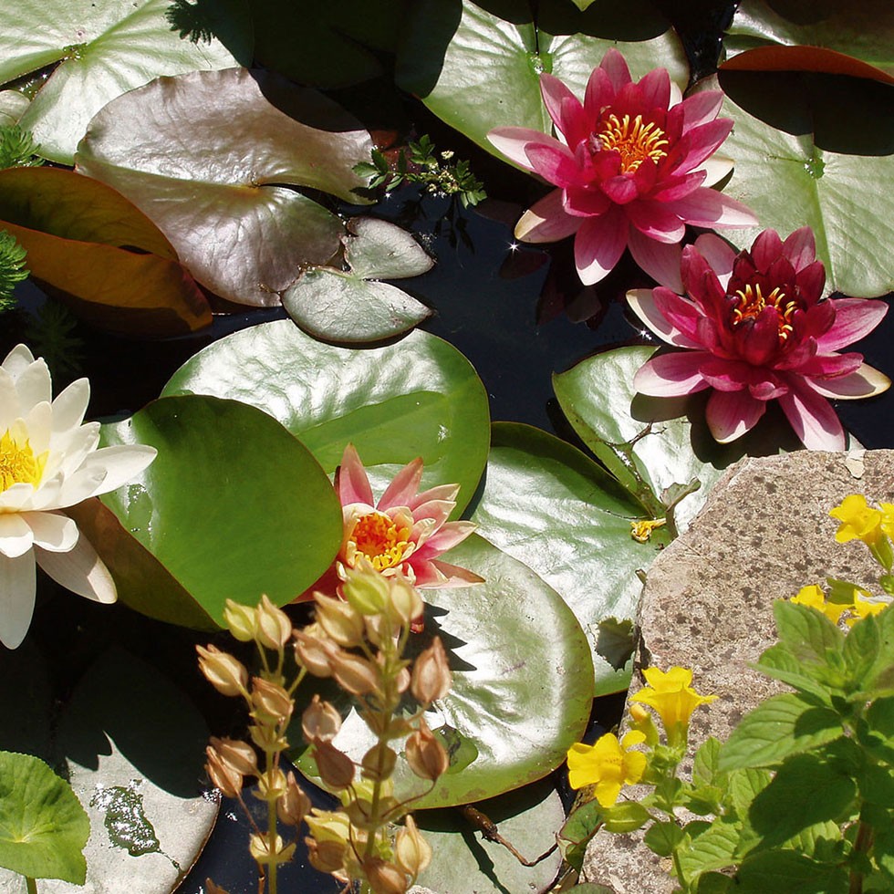 FIAP BioSieve Active 50.000 Pumpversion Art. Nr. 2840AquakulturFilter